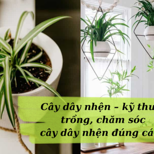 cay day nhen ky thuat trong cham soc cay day nhen dung cach 2.jpg